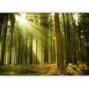 Fotobehang - Pine forest – dense woodland in morning sunlight