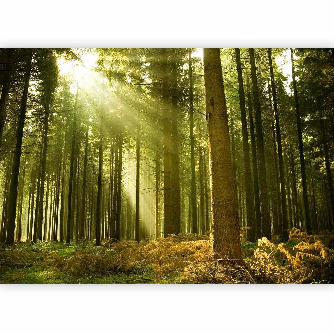 Fotobehang - Pine forest – dense woodland in morning sunlight