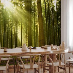 Fotobehang - Pine forest – dense woodland in morning sunlight