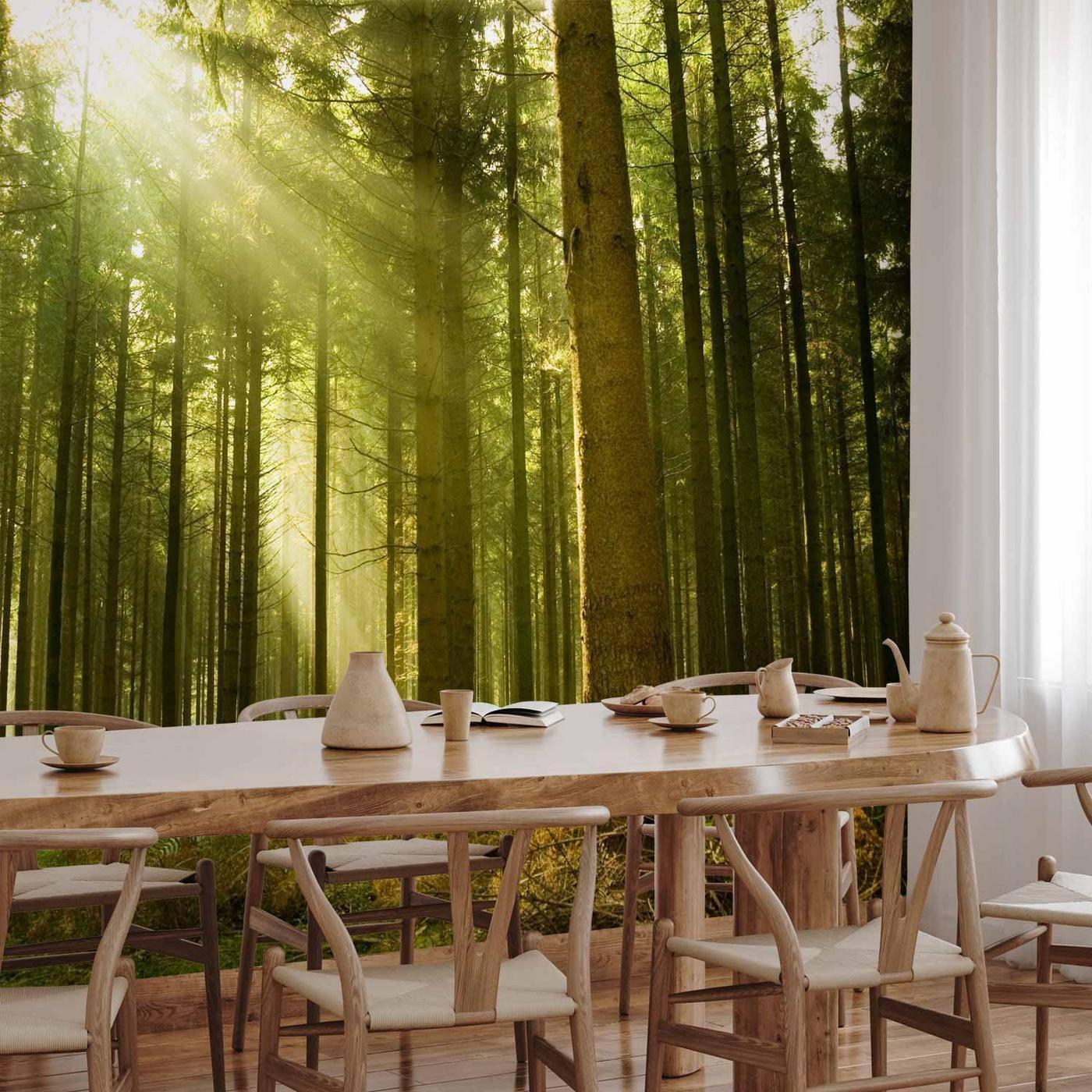 Fotobehang - Pine forest – dense woodland in morning sunlight